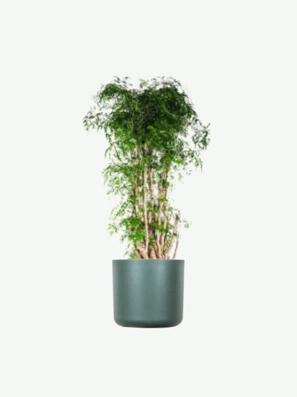 plants ecommerce product featured img 19 plants ecommerce product featured img 19